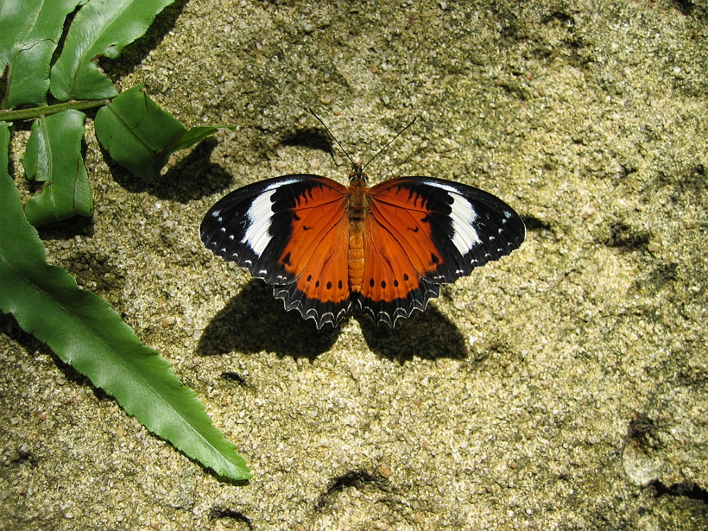 074 Kuranda Butterfly Sanctuary.jpg
